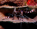   Banded Coral Shrimp  